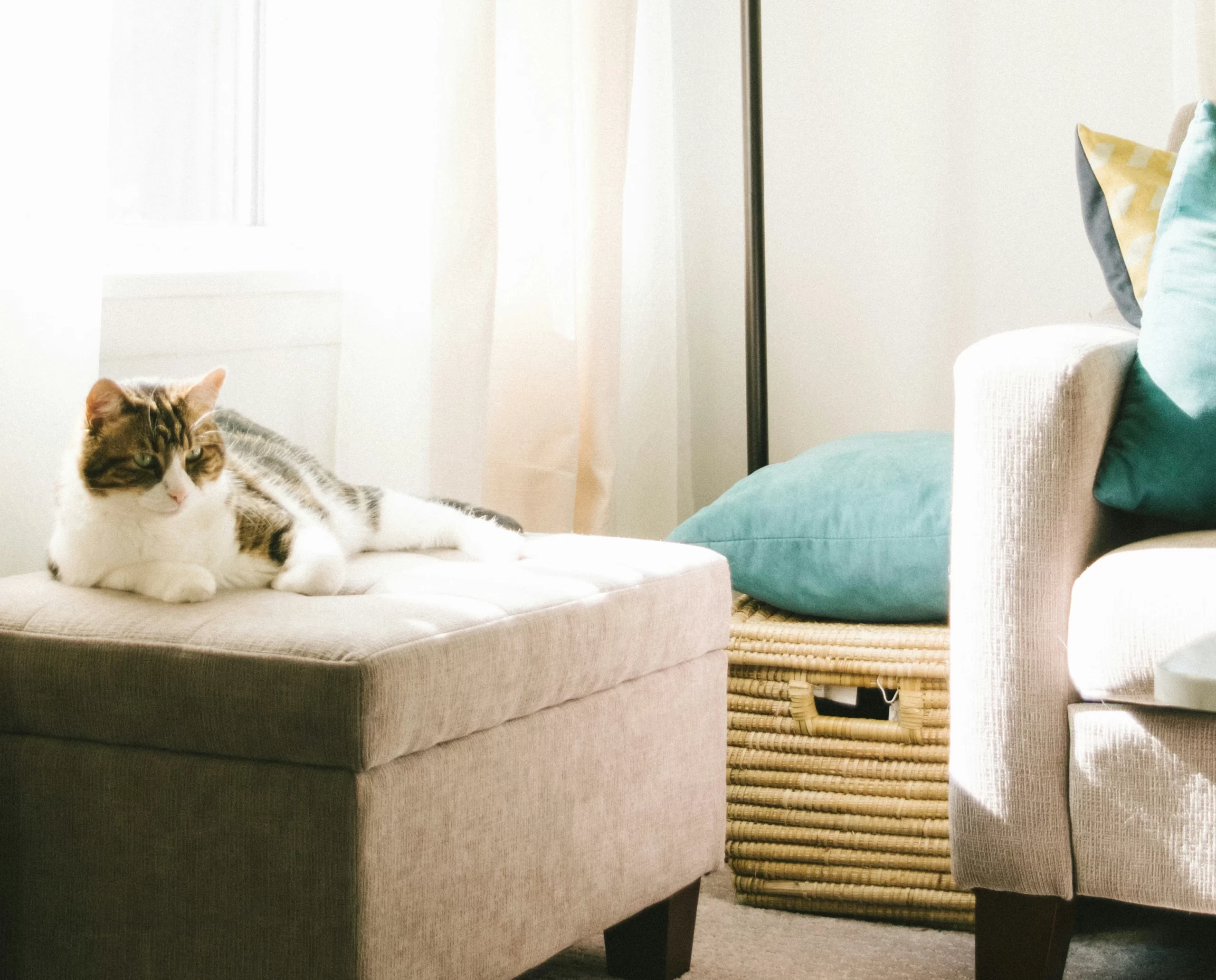 modern cozy living room ideas